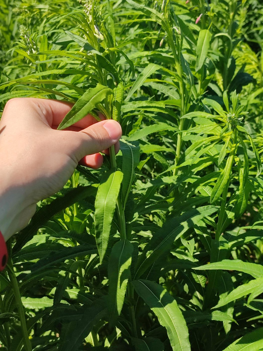 Берем за макушку одной рукой, и чуть ниже другой рукой как будто пытаемся высморкать растение