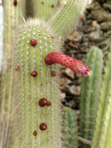 Аватар Kirill Lapshin