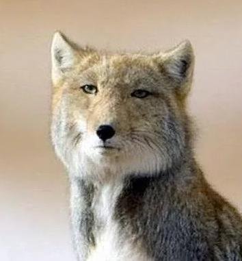 Аватар Лисичкин