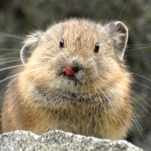 Аватар Лев Яцишин