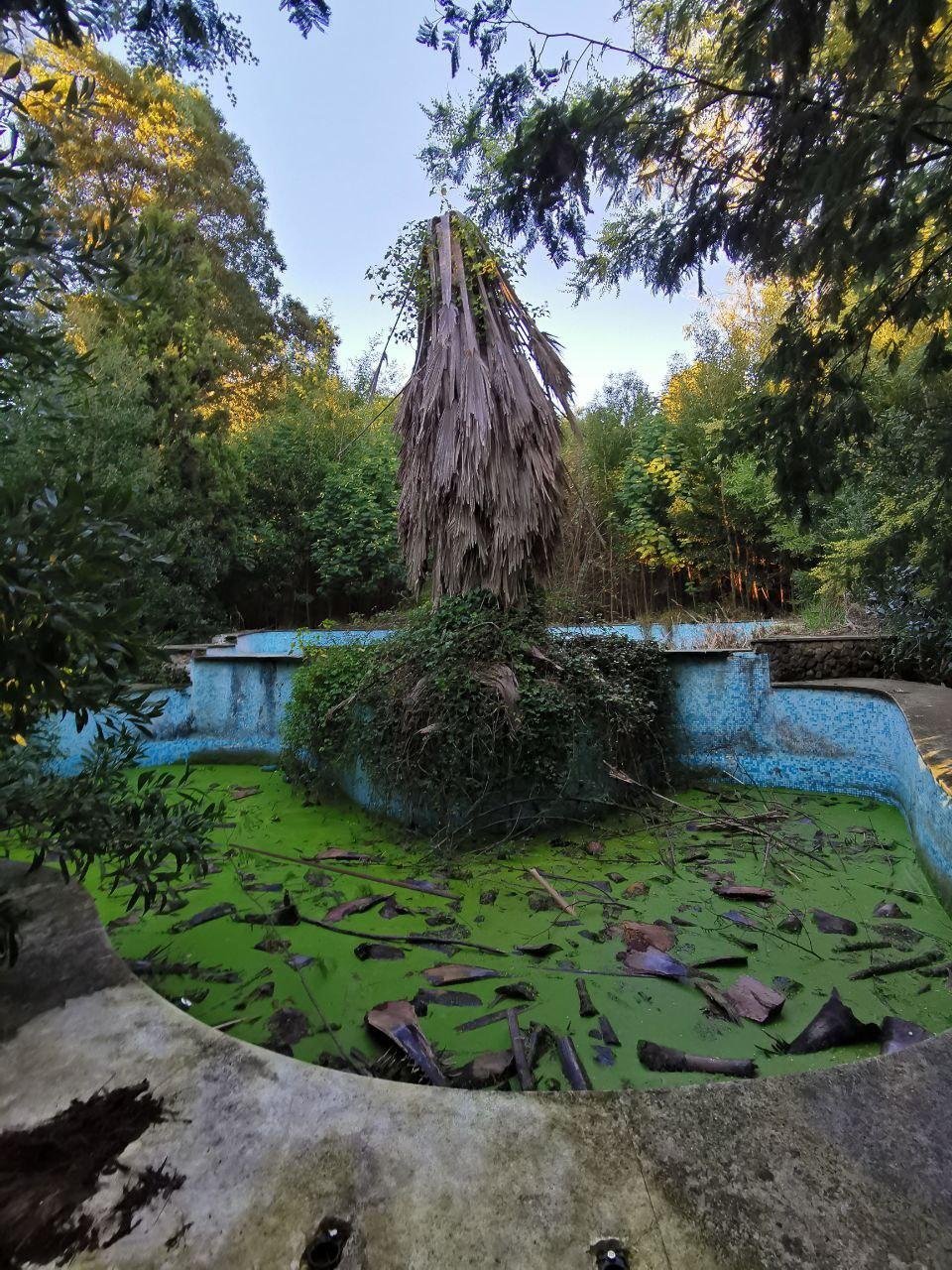 Во дворе цвёл бассейн с мёртвой пальмой в центре