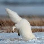 Аватар Владлена Глебкина