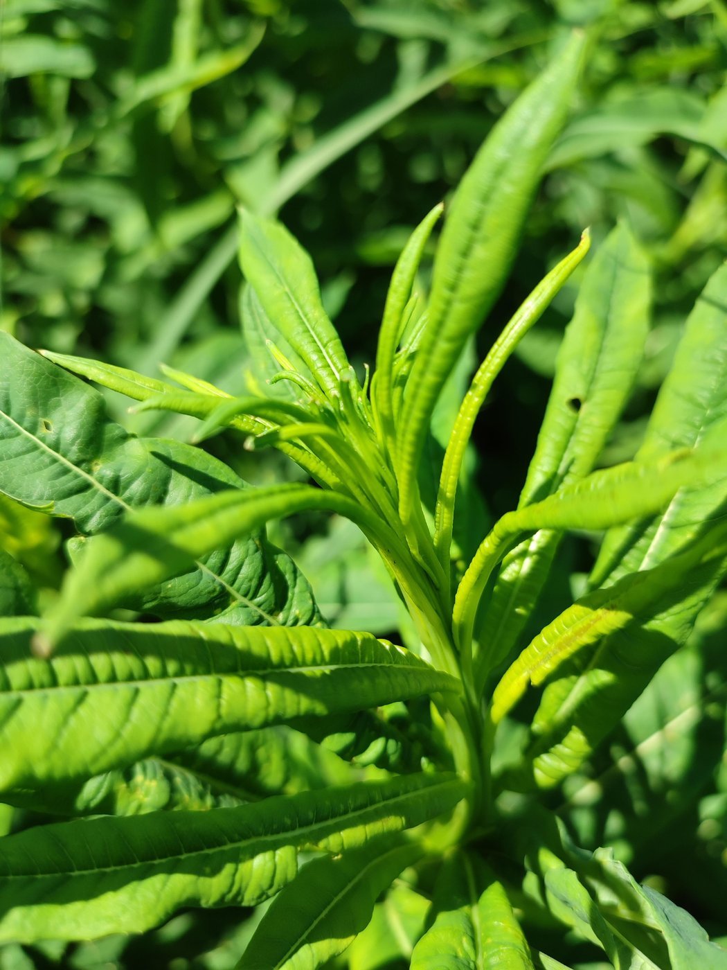 Этот ещё не цветёт. Не берем