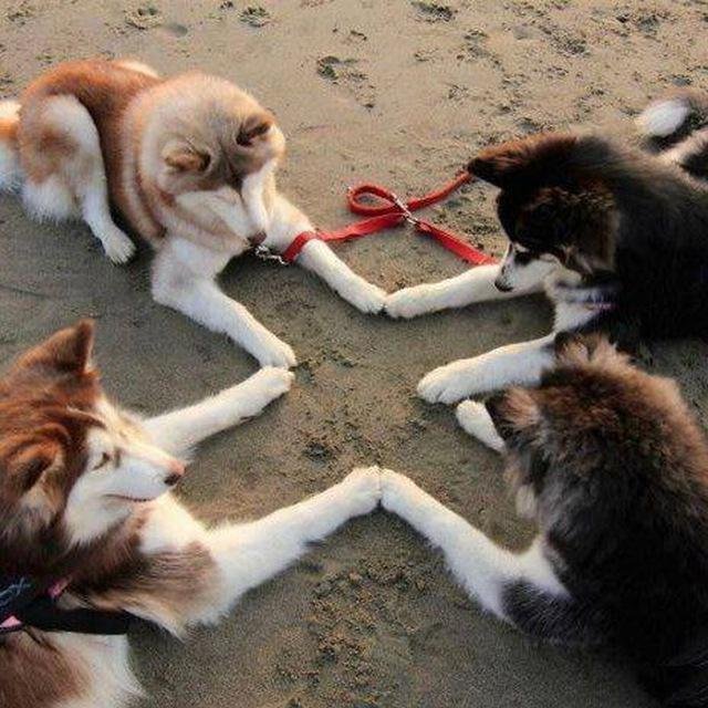 Иконка комнаты Питомцы