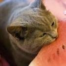 Аватар Pavel kernelfail