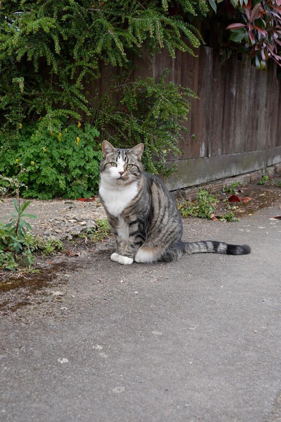 Шерстяной distinguish пидорас