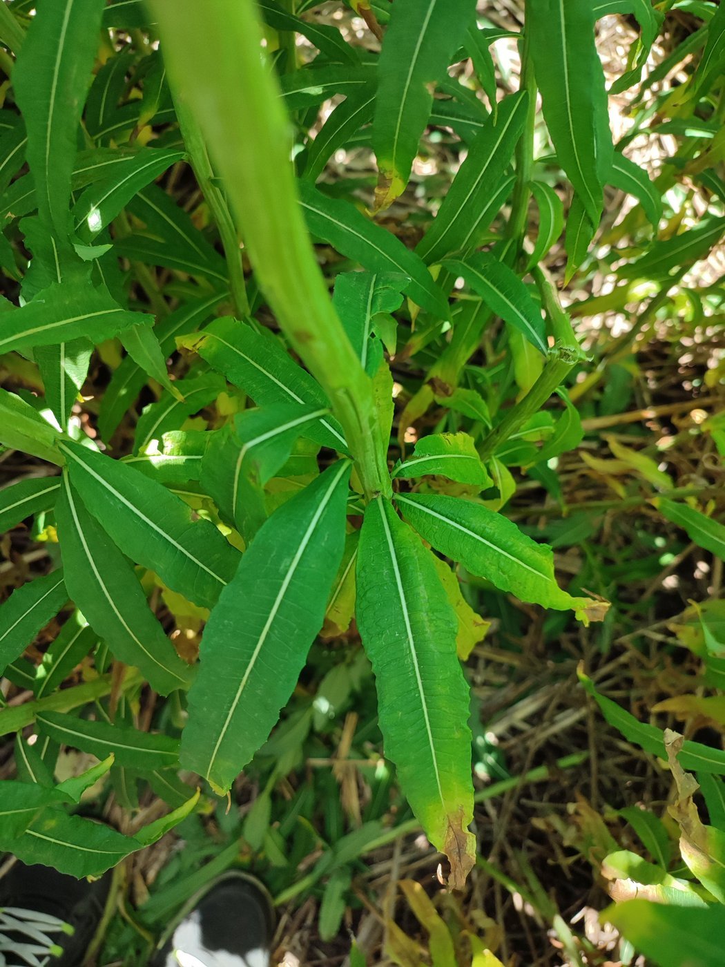 Отмирающее и не собираем
