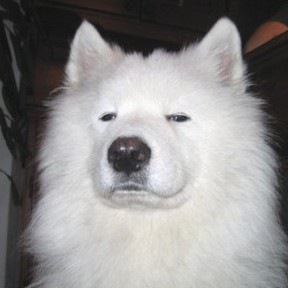 Аватар Anton Zayniev